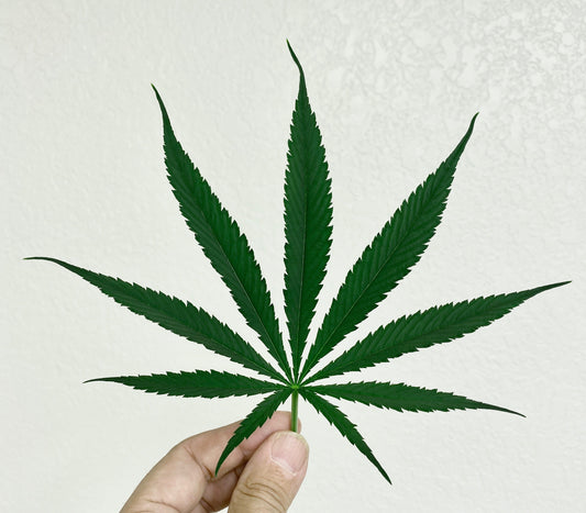 The Endocannabinoid System and Phytocannabinoid Enriched Hemp Seed Oil
