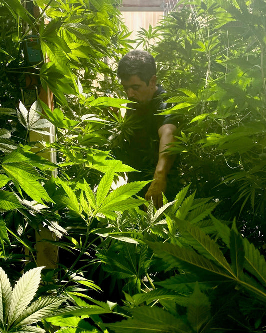 From Cancer to Cannabis