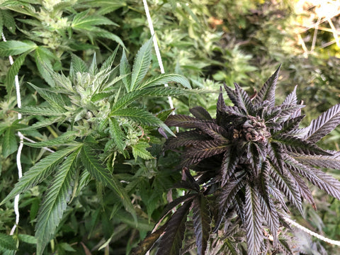 The Legend of Purple Cannabis