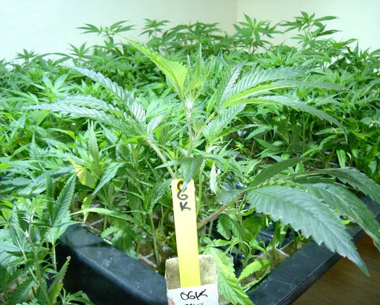 How to Make Your Own Cuttings and Clones