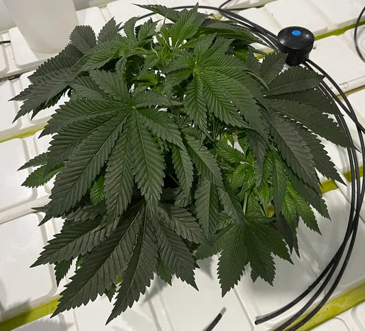 Purest Indica and OG Kush Terpenes