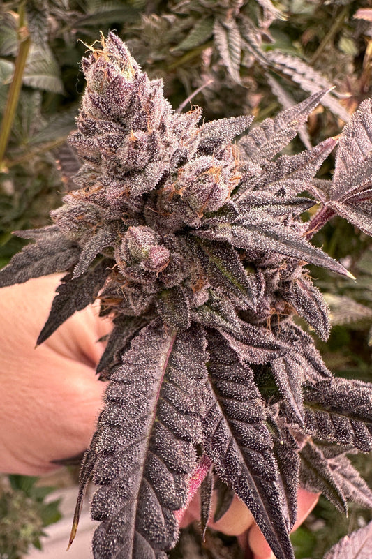 Purple Cannabis