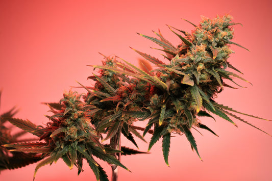 Clearing the smoke around Roadkill Skunk and other Hindu Kush Genetics