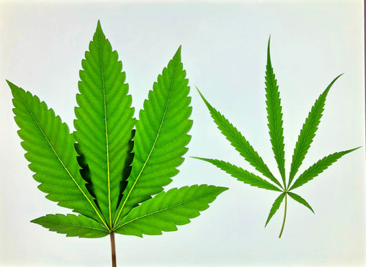 What is Indica and Sativa?
