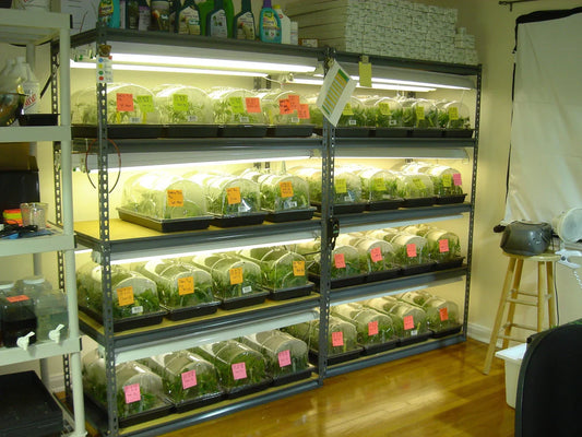 Cultivation Tips for Authentic Genetics